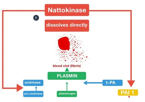 Mechanism-of-Action-Nattokinase