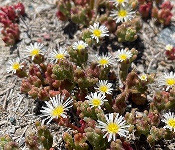 Sukulenti se zapravo mogu koristiti kao lijek!