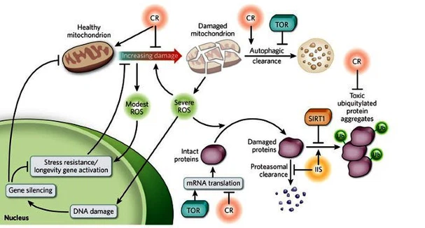 54Peptide dihexa powder A 54Peptide dihexa powder A
