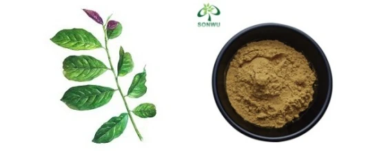 Guayusa Supplement