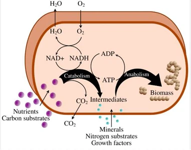 Energy Metabolism Energy Metabolism